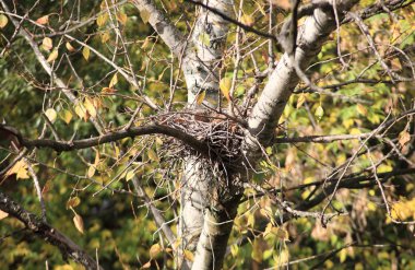 Ağaçtaki kıvrımlı yuva