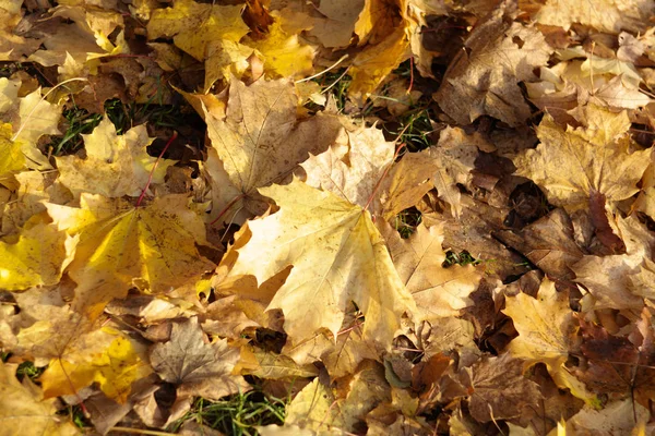 Tappeto di acero giallo in autunno — Foto Stock