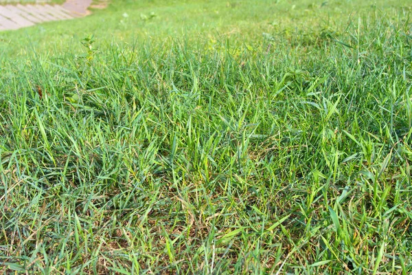 Зелена трава вдень — стокове фото