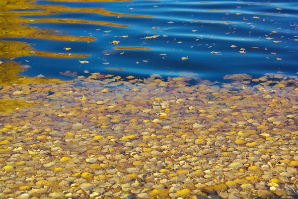 Yellow Birch Leafs on Water — Stock Photo, Image