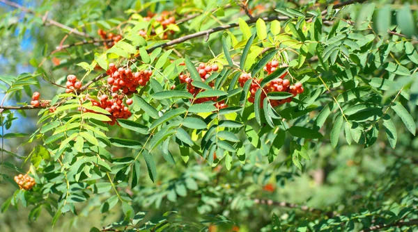 Ashberry no dia de verão ensolarado seco — Fotografia de Stock