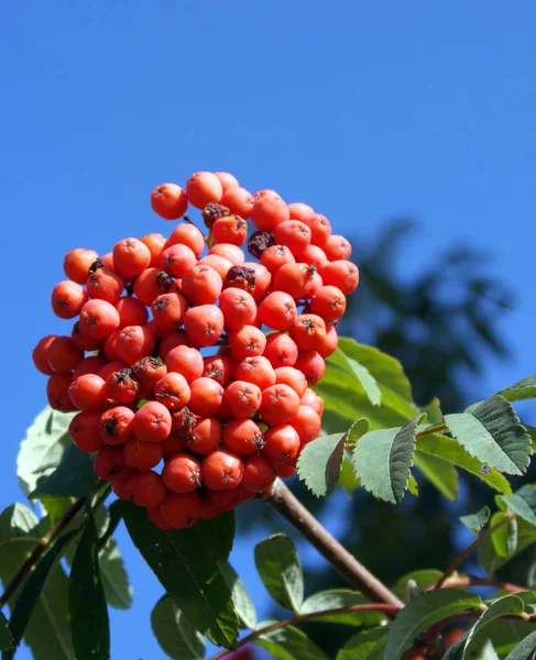 Ashberry a giorno soleggiato secco — Foto Stock