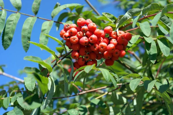 Ashberry op droge zonnige dag — Stockfoto