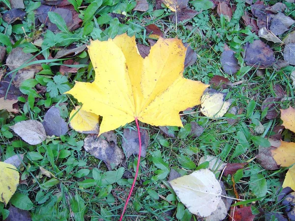 地球上の黄色い葉 — ストック写真