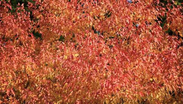 Red and yellow leafs at autumn — Stock Photo, Image