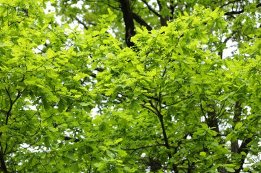 Kuru gün genç meşe yaprakları