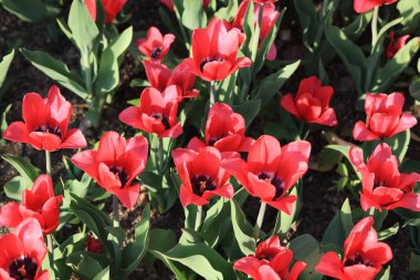 bahar gününde kırmızı lale