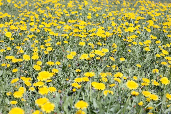 Dente-de-leão no dia de primavera — Fotografia de Stock