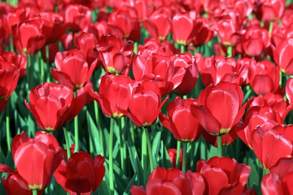 Red Tulip at Spring — Stock Photo, Image