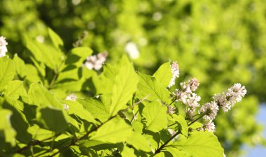 Bahar gününde leylak rengi