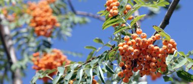 Ashberry ile gökyüzü arka planda, Eylül yapraklar 