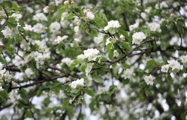 Baharda Elma Çiçeği