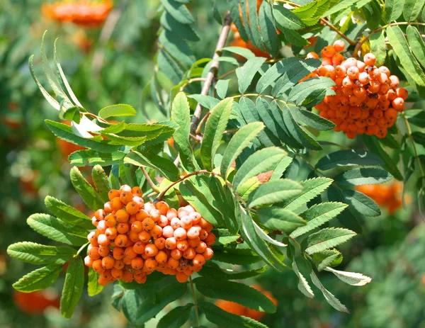 Kuru ve güneşli bir günde Ashberry — Stok fotoğraf