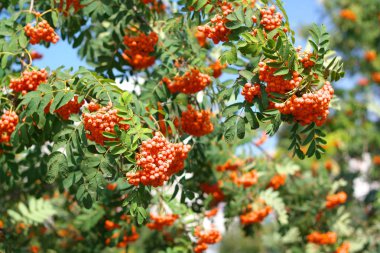 Kuru ve güneşli bir günde Ashberry