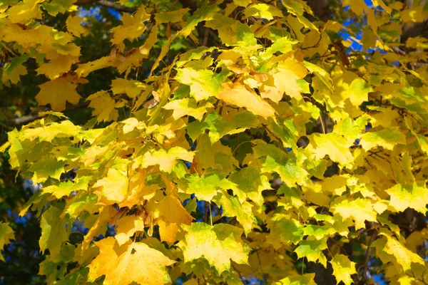 Gelbe Ahornblätter am Baum — Stockfoto