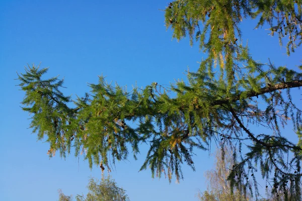 Fir Tree at dry day — Stock Photo, Image