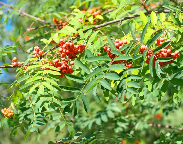 Ashberry at dry sunny summer day — Stock Photo, Image