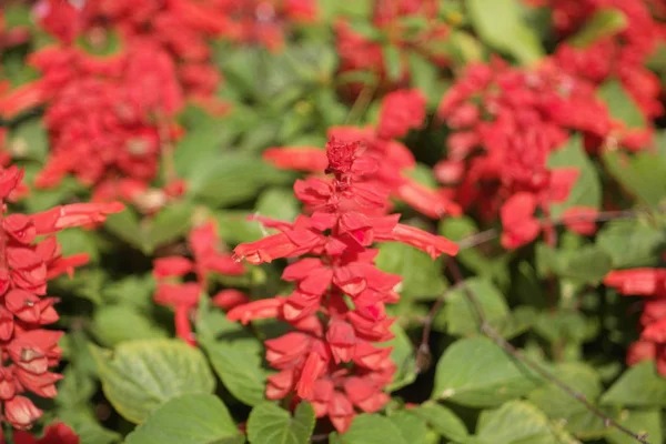 Piccoli fiori rossi a giorno secco — Foto Stock