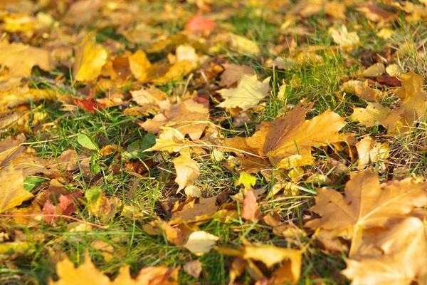 Yellow maple carpet at autumn Stock Picture