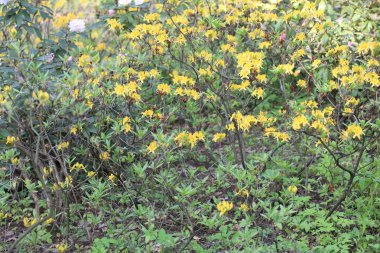 Baharda sarı çiçekler