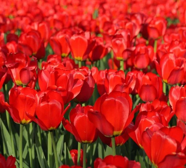 Red tulip at spring — Stock Photo, Image