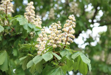 Bahar günü, kestane