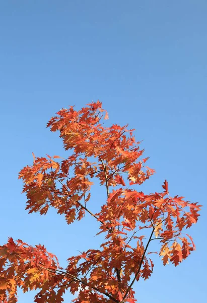 Червоне листя дуба восени — стокове фото
