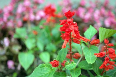 gün kırmızı küçük çiçekler