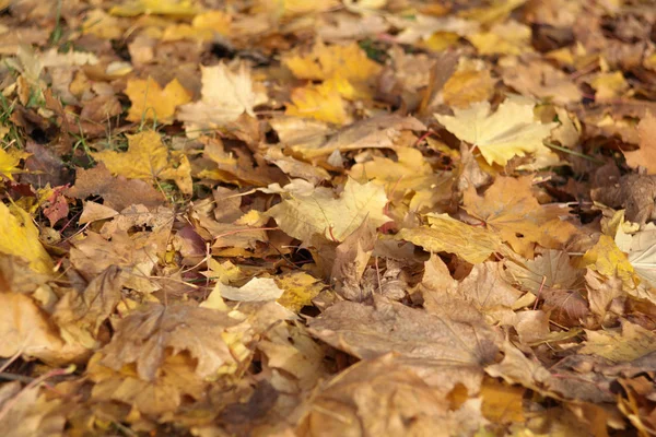 Tappeto di acero giallo in autunno — Foto Stock