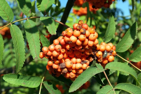 Ashberry at dry sunny day — Stock Photo, Image