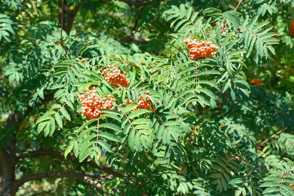 Ashberry σε ξηρά ηλιόλουστη μέρα του καλοκαιριού — Φωτογραφία Αρχείου