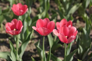 Baharda Kırmızı Lale