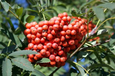 Kuru ve güneşli bir günde Ashberry 