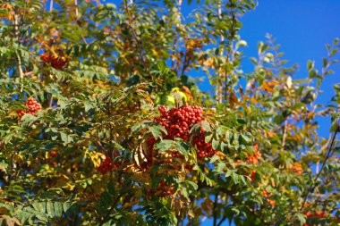 Kuru ve güneşli bir günde Ashberry