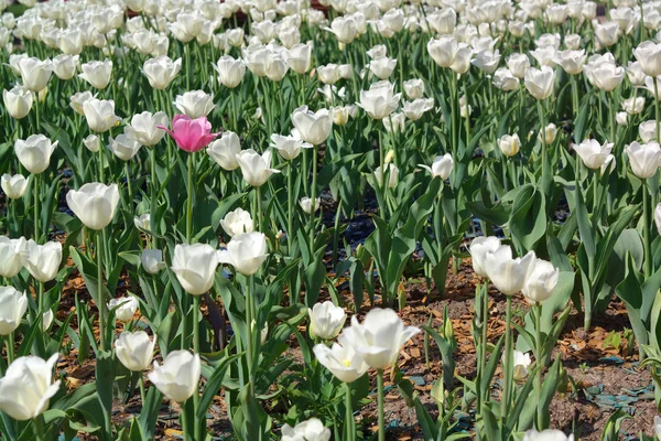 Tulipán blanco en primavera — Foto de Stock