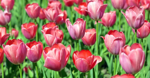 Red Tulip at Spring — Stock Photo, Image