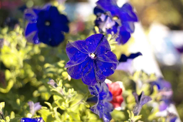 Blue flower Campanula ad dry sunny day — Stock Photo, Image