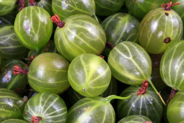 Muchas frutas de grosella verde — Foto de Stock