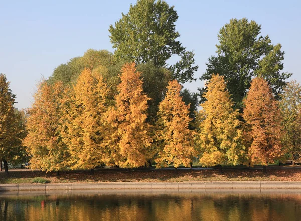 Şehir parkı altın yağmuru — Stok fotoğraf