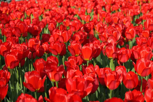 Red tulip at spring — Stock Photo, Image