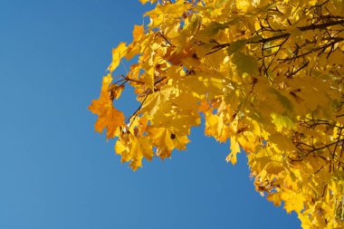Ağaçtaki sarı akçaağaç yaprakları