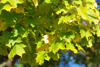 Ağaçtaki sarı akçaağaç yaprakları