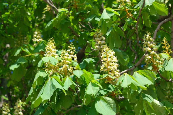 Kastanje op droge lente — Stockfoto