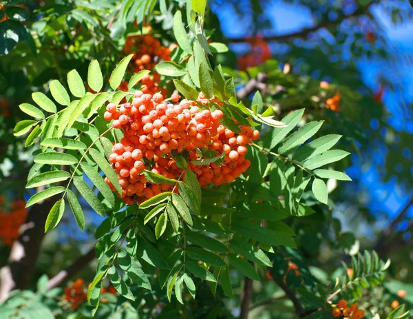 Kuru ve güneşli yaz gününde Ashberry