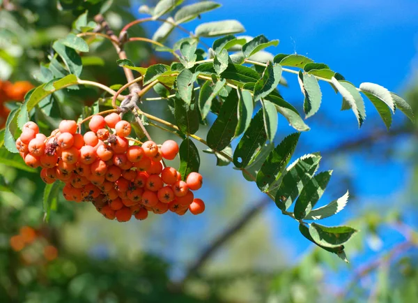Ashberry op droge zonnige zomerdag — Stockfoto