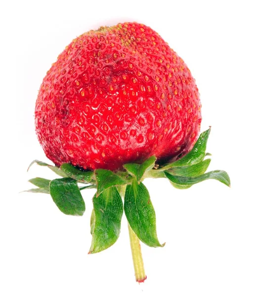 Une fraise rouge crue — Photo