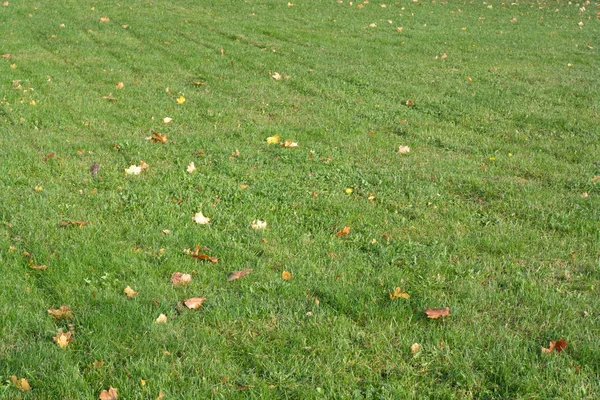 Yellow Maple Leafs on Grass Royalty Free Stock Photos