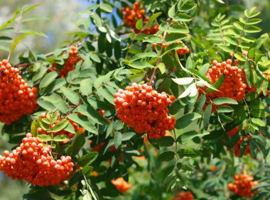 Kuru ve güneşli bir günde Ashberry