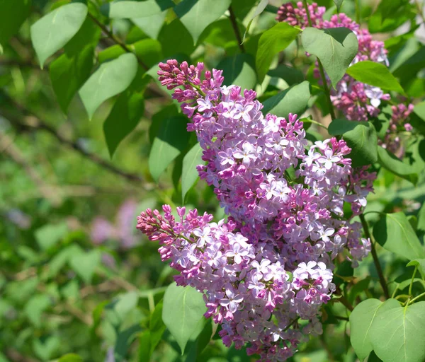 Lilac at Spring at dry day Stock Photo
