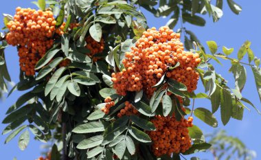 Ashberry ile gökyüzü arka planda, Eylül yapraklar